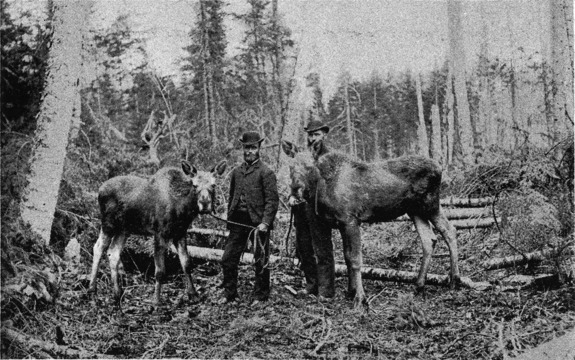 [Drs. Howey and McMurchy and Twin Moose in Our Back Yard]