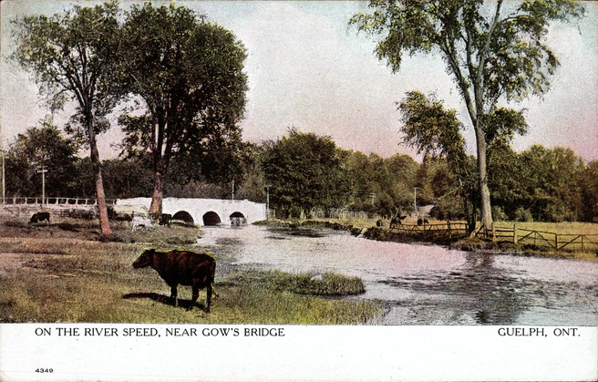 [On the River Speed, Near Gow's Bridge, Guelph, Ont. Postcard]