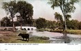 On the River Speed, Near Gow's Bridge, Guelph, Ont. Postcard